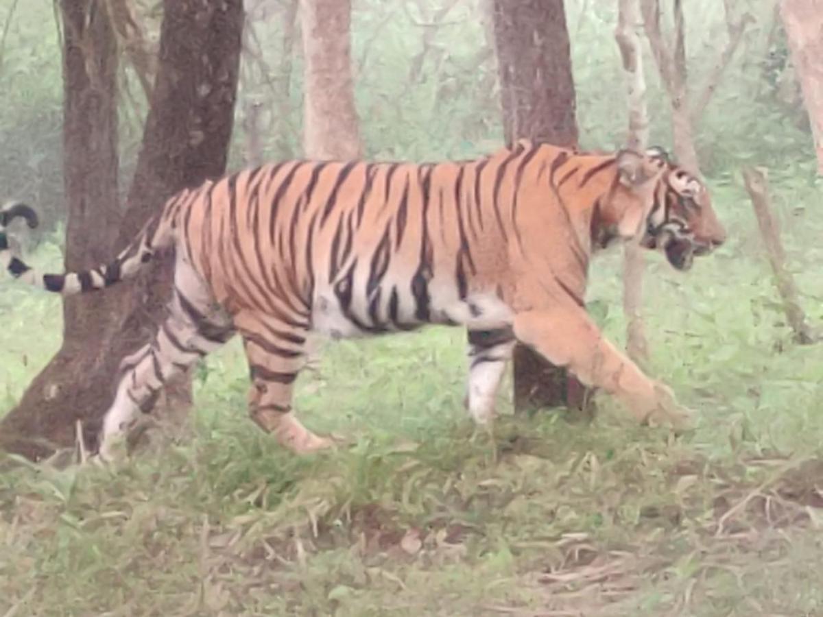 Cosmic Connect Trails Kabini Antharasanthe Kültér fotó